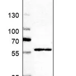 Merck Anti-GHDC antibody produced in rabbit
