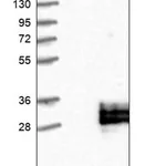 Merck Anti-C12orf49 antibody produced in rabbit
