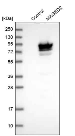 Merck Anti-MAGED2 antibody produced in rabbit