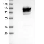 Merck Anti-MAGED2 antibody produced in rabbit