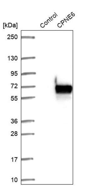 Merck Anti-CPNE6 antibody produced in rabbit
