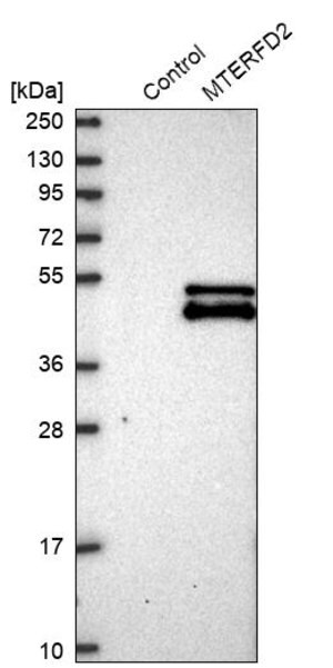Merck Anti-MTERF4 antibody produced in rabbit