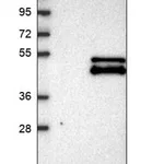 Merck Anti-MTERF4 antibody produced in rabbit