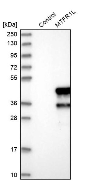 Merck Anti-MTFR1L antibody produced in rabbit