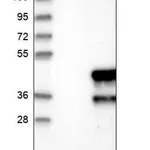 Merck Anti-MTFR1L antibody produced in rabbit