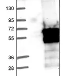 Merck Anti-TSEN2 antibody produced in rabbit