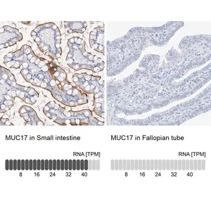 Merck Anti-MUC17 antibody produced in rabbit
