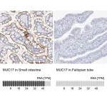 Merck Anti-MUC17 antibody produced in rabbit