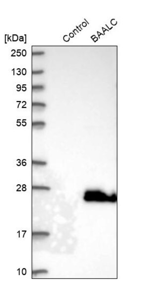 Merck Anti-BAALC antibody produced in rabbit