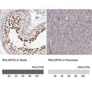 Merck Anti-RALGPS2 antibody produced in rabbit