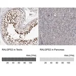 Merck Anti-RALGPS2 antibody produced in rabbit