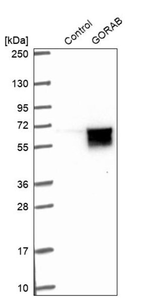 Merck Anti-GORAB antibody produced in rabbit