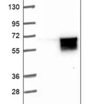 Merck Anti-GORAB antibody produced in rabbit