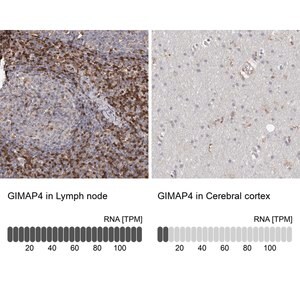 Merck Anti-GIMAP4 antibody produced in rabbit