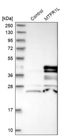 Merck Anti-MTFR1L antibody produced in rabbit