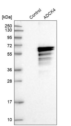 Merck Anti-COQ8B antibody produced in rabbit