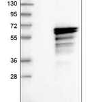 Merck Anti-COQ8B antibody produced in rabbit