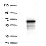 Merck Anti-TSEN2 antibody produced in rabbit