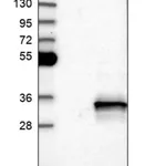 Merck Anti-POLR3GL antibody produced in rabbit