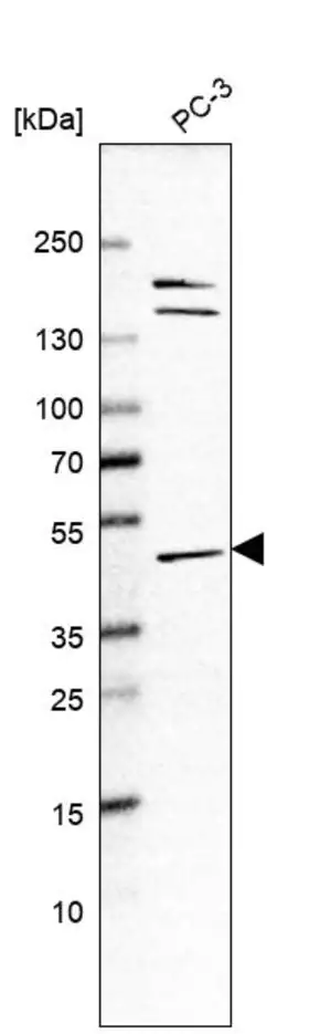 Merck Anti-ACP6 antibody produced in rabbit