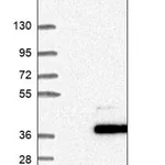 Merck Anti-CCDC190 antibody produced in rabbit