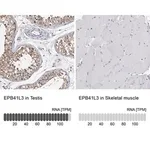 Merck Anti-EPB41L3 antibody produced in rabbit
