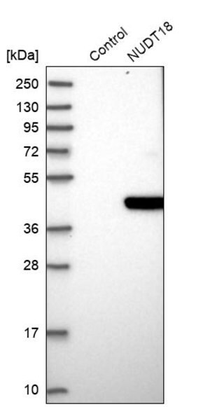 Merck Anti-NUDT18 antibody produced in rabbit