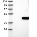 Merck Anti-NUDT18 antibody produced in rabbit