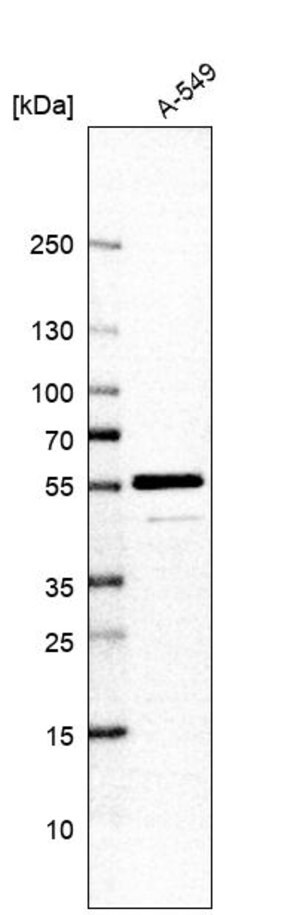Merck Anti-COQ8B antibody produced in rabbit
