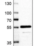 Merck Anti-COQ8B antibody produced in rabbit