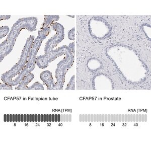 Merck Anti-CFAP57 antibody produced in rabbit