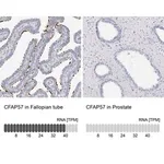 Merck Anti-CFAP57 antibody produced in rabbit