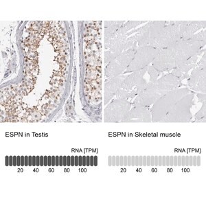 Merck Anti-ESPN antibody produced in rabbit