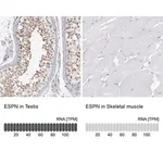 Merck Anti-ESPN antibody produced in rabbit