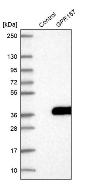 Merck Anti-GPR157 antibody produced in rabbit