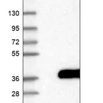 Merck Anti-GPR157 antibody produced in rabbit