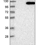 Merck Anti-MTF1 antibody produced in rabbit