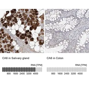 Merck Anti-CA6 antibody produced in rabbit