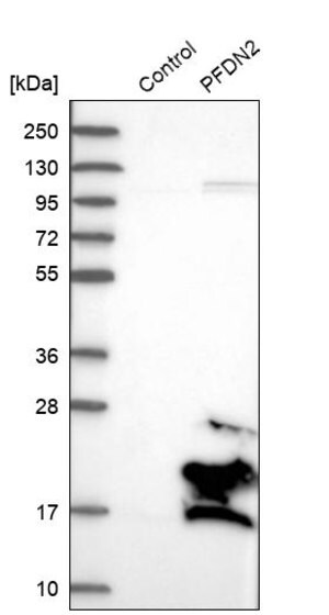 Merck Anti-PFDN2 antibody produced in rabbit