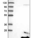 Merck Anti-PFDN2 antibody produced in rabbit