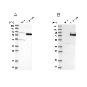 Merck Anti-COLGALT2 antibody produced in rabbit