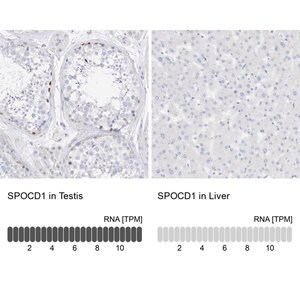 Merck Anti-SPOCD1 antibody produced in rabbit