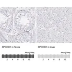 Merck Anti-SPOCD1 antibody produced in rabbit