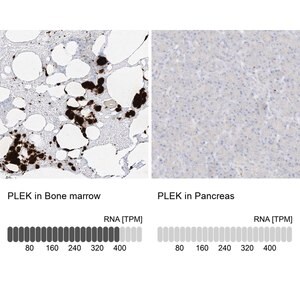 Merck Anti-PLEK antibody produced in rabbit