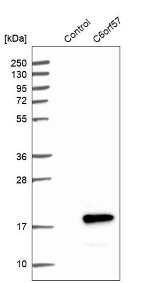 Merck Anti-SDHAF4 antibody produced in rabbit