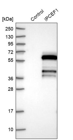 Merck Anti-IPCEF1 antibody produced in rabbit