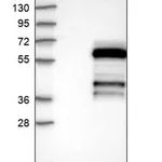 Merck Anti-IPCEF1 antibody produced in rabbit