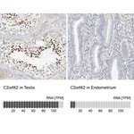 Merck Anti-C2orf42 antibody produced in rabbit