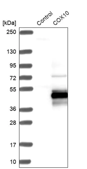 Merck Anti-COX10 antibody produced in rabbit