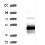 Merck Anti-COX10 antibody produced in rabbit